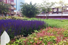 Binnentuin-Utrecht-2