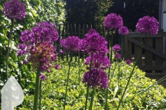 Engelse-tuin-3
