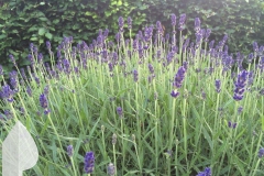 Engelse-tuin-4